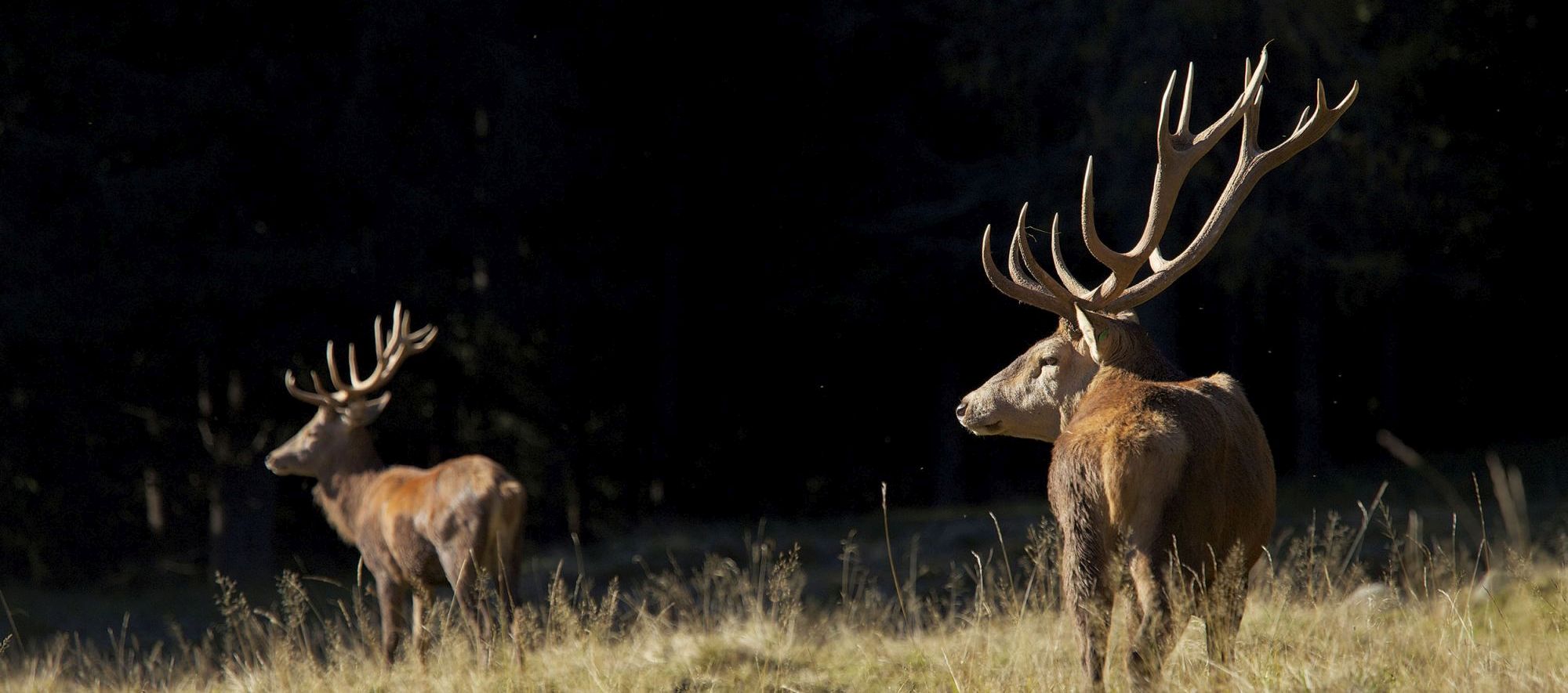 Ascolta il bramito del cervo nei parchi naturali del Trentino!
